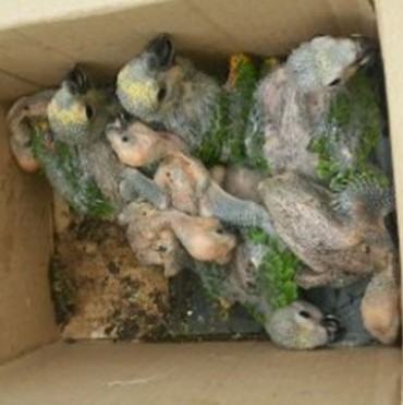 Tenían animales faenados y loros 