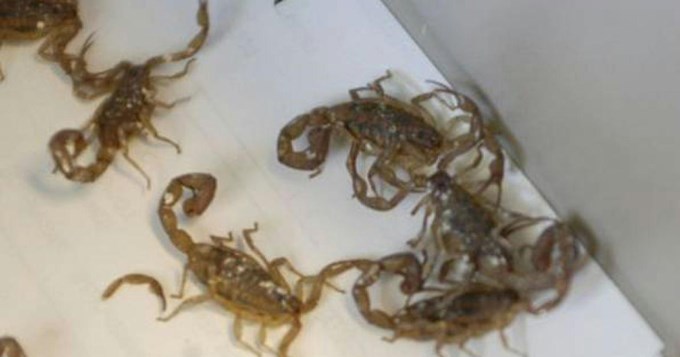 Familia encontró más de 50 alacranes en Villa María