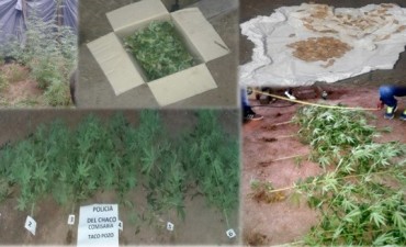 OPERATIVO CANNABIS 