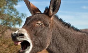 Tres nenes violaron a un burro y difundieron video por Whatsapp